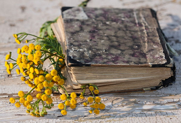 Пижма в старой книге