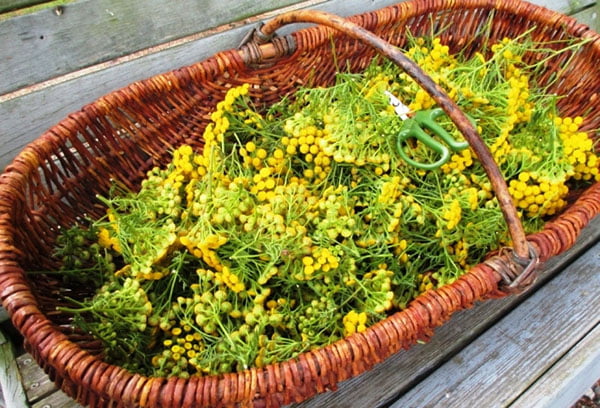 Корзина свежесобранной пижмы