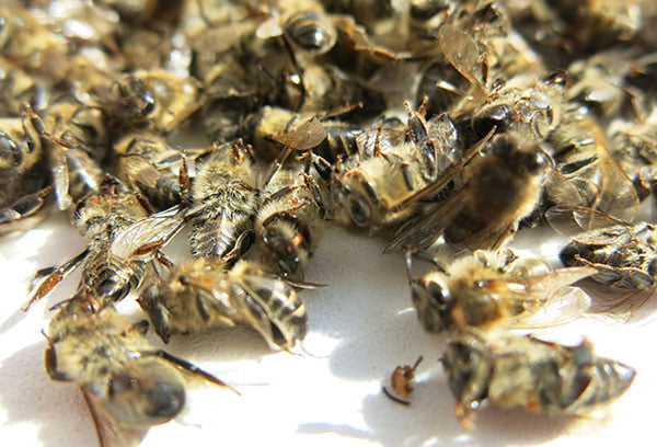 Мертвы пчелы