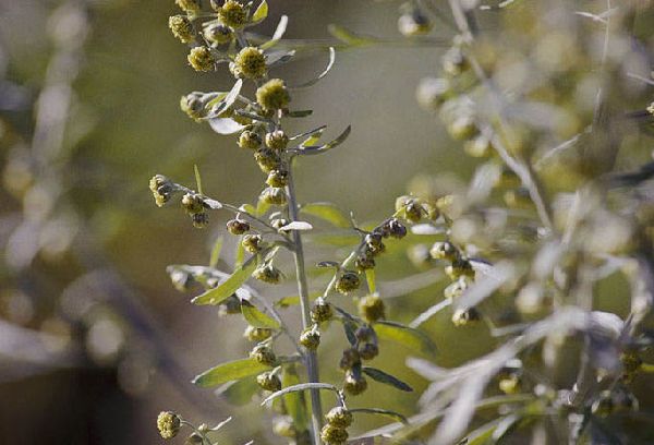 Полынь сухая