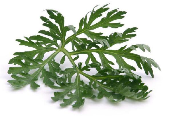 листок Полыни