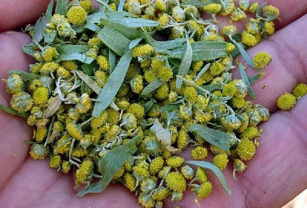 желтые цветки полыни