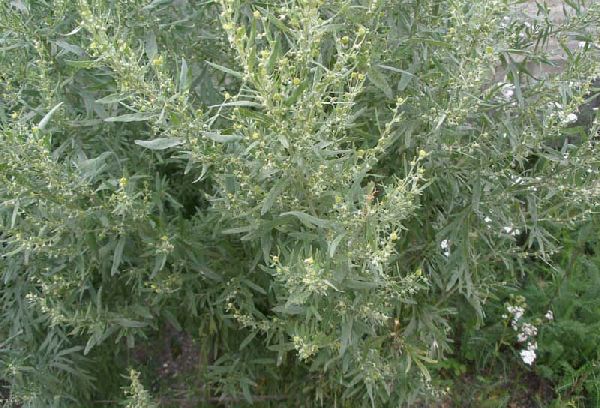 Полынь горькая