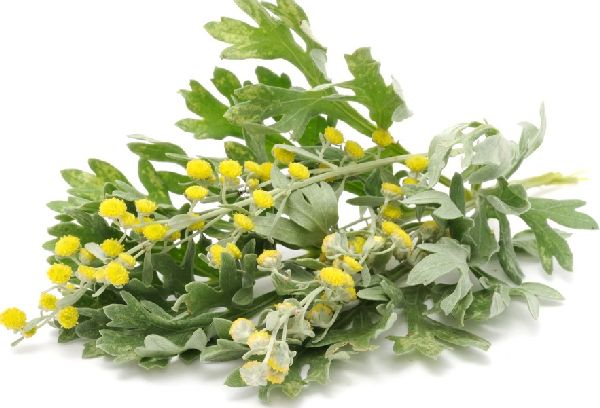 цветки Полыни