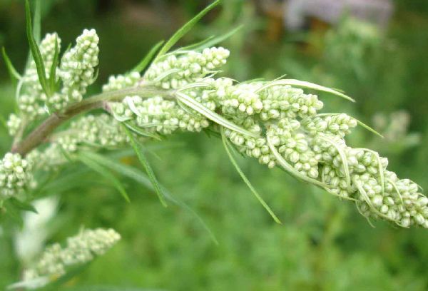 ветка цветка в поле