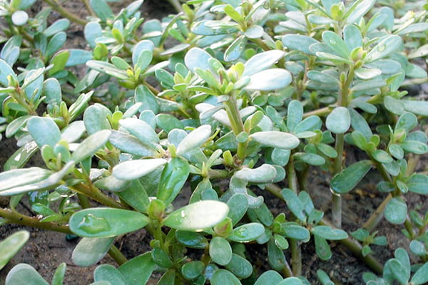 Портулак огородный