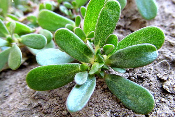 Побег портулака огородного