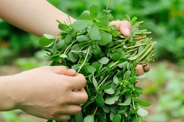 Пучок портулака