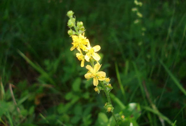 Цветущий репешок