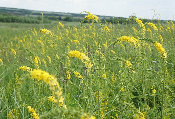 Поле с репешком