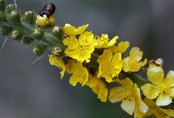 Репешок обыкновенный