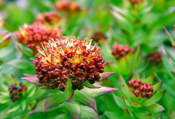 цветок Радиолы