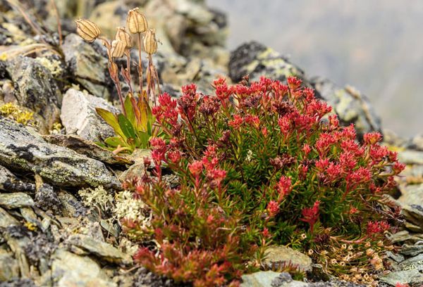 Радиола розовая