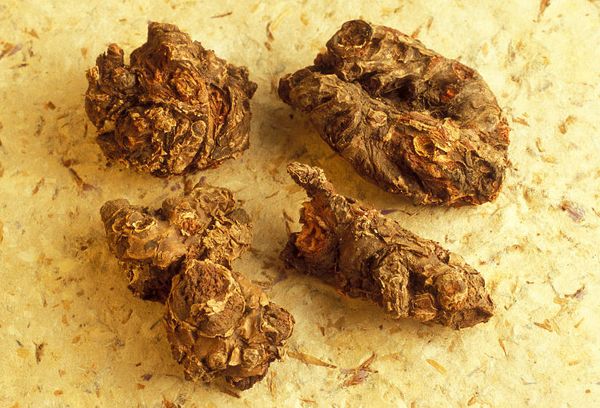 золотой корень