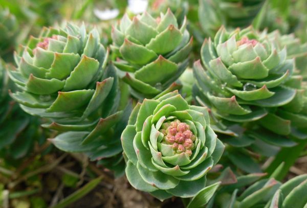 ростки Радиолы розовой