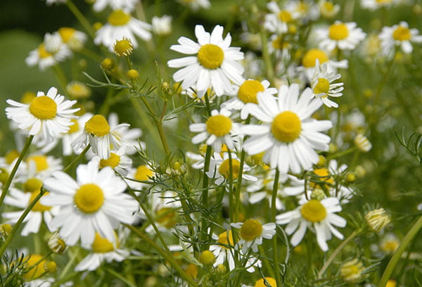 Ромашка на лугу