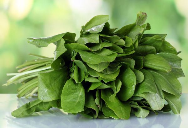 пучок щавеля