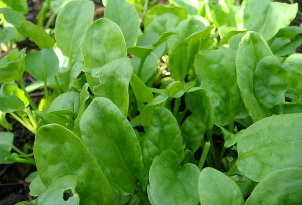 грядки с щавелем