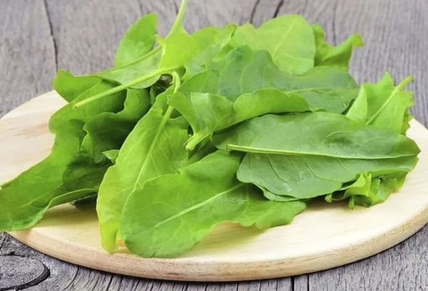 свежий щавель