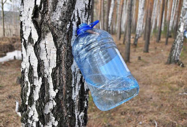 сбор березового сока