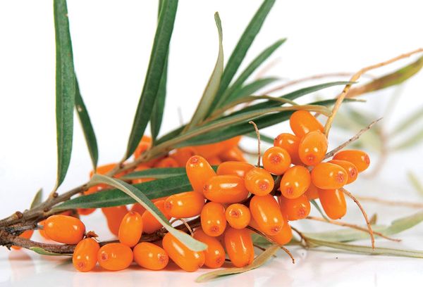 плоды облепихи