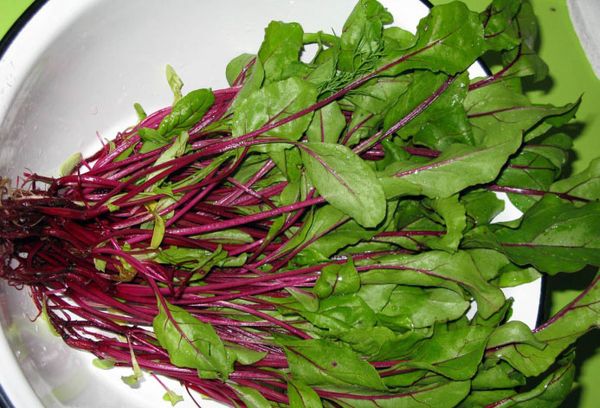 свежие листья свеклы