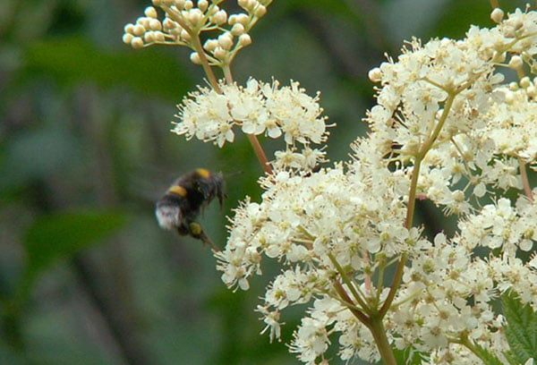 Пчела у цветка таволги