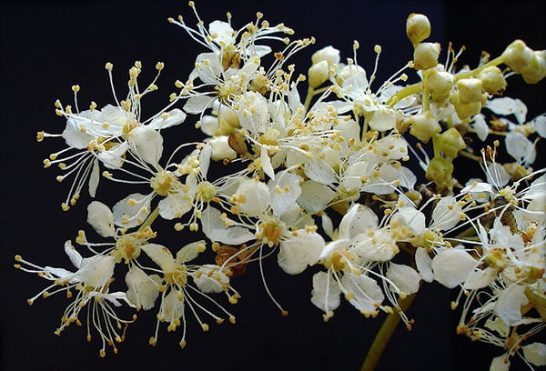 Цветки таволги