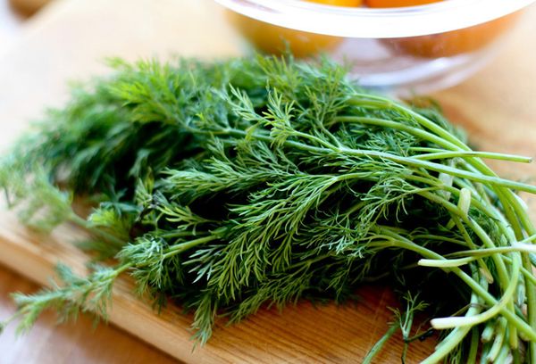 свежий укроп