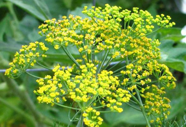 цветущий укроп