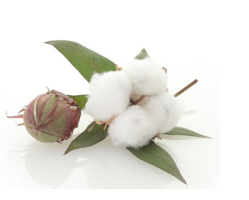 Органический хлопок: