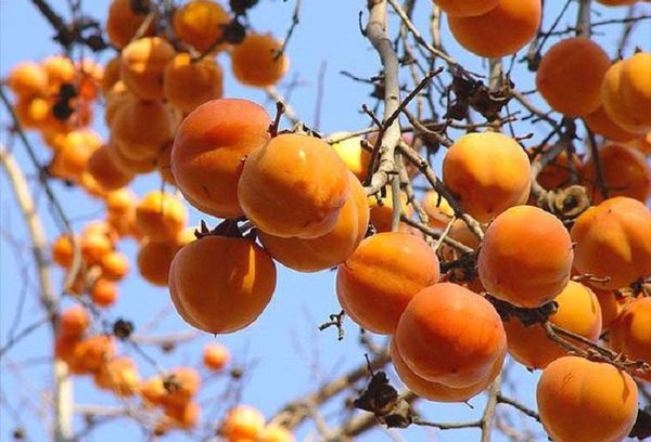 дерево плоды хурмы