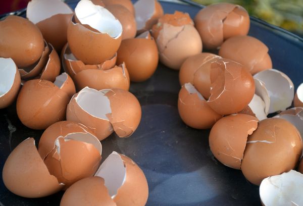 Скорлупа яиц