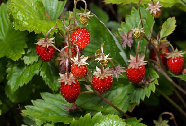 земляника в лесу