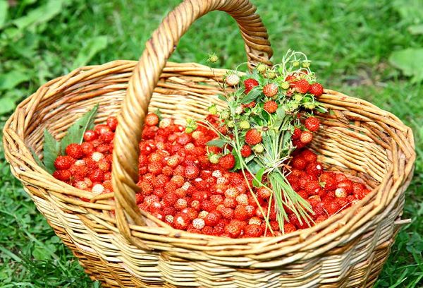 земляника в корзине