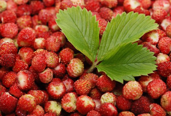 земляника очищенная