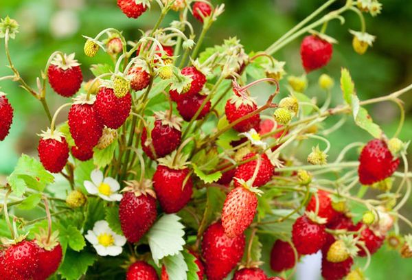 земляника лесная