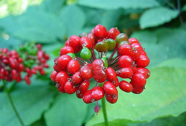 Ягоды женьшеня