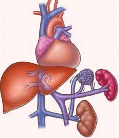 Внутренние органы