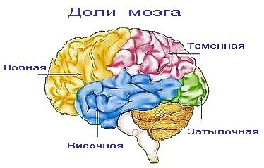 Доли мозга