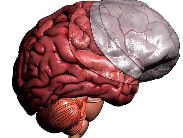 Макет мозга