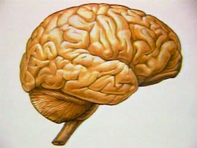 Рисунок мозга