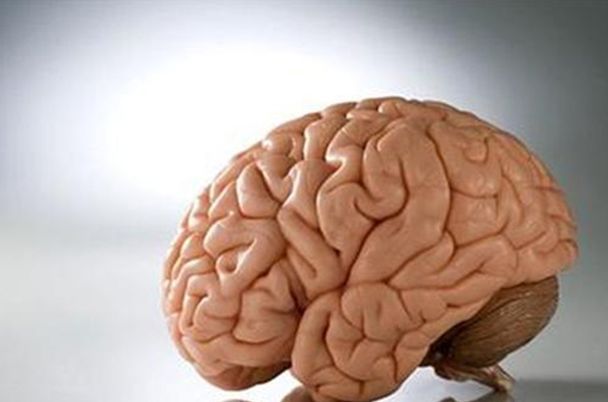 Макет мозга