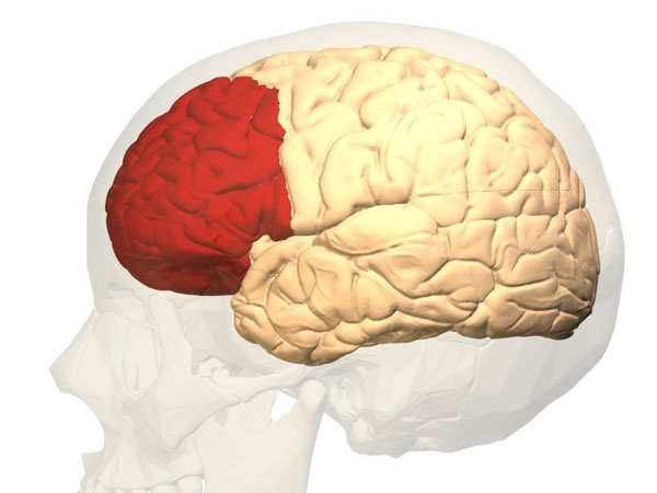 Мозг и череп