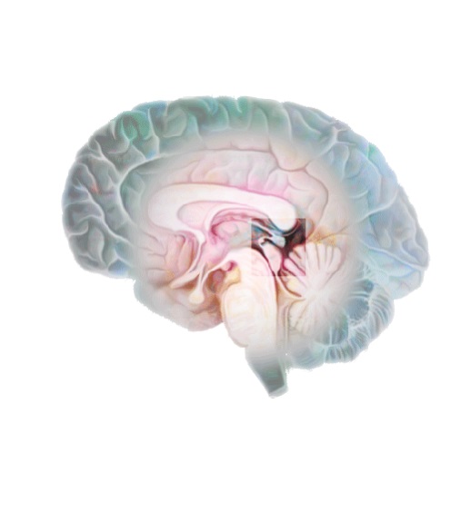 Человеческий мозг