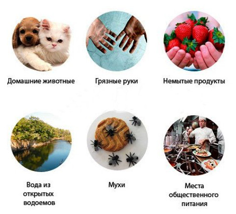 Источники заражениями глистами