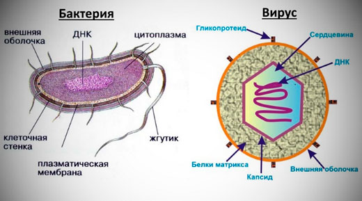 схема бактерии и вируса