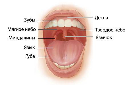 расположение-миндалин