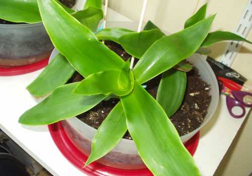 золотой ус в горшке