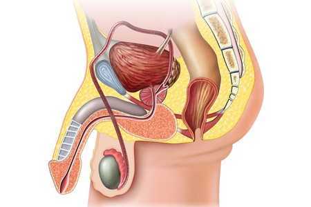 Мужская половая система